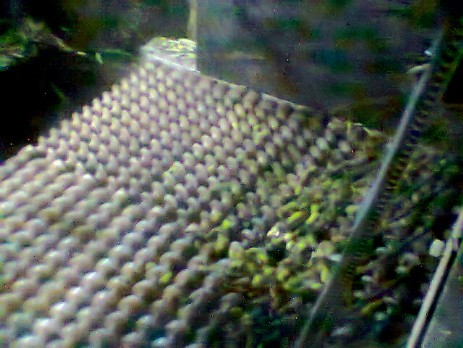 momento di defogliatura olive